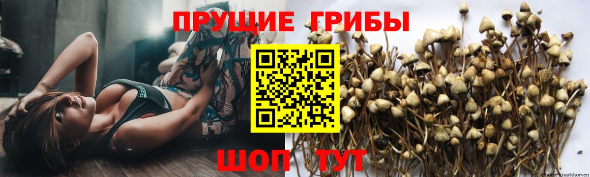 Галлюциногенные грибы Psilocybe  Вход с VPN  Рыбинск 